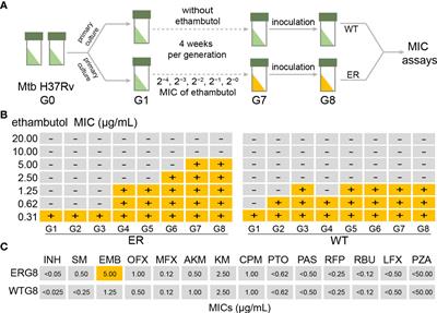 mbtD and celA1 association with ethambutol resistance in Mycobacterium tuberculosis: A multiomics analysis